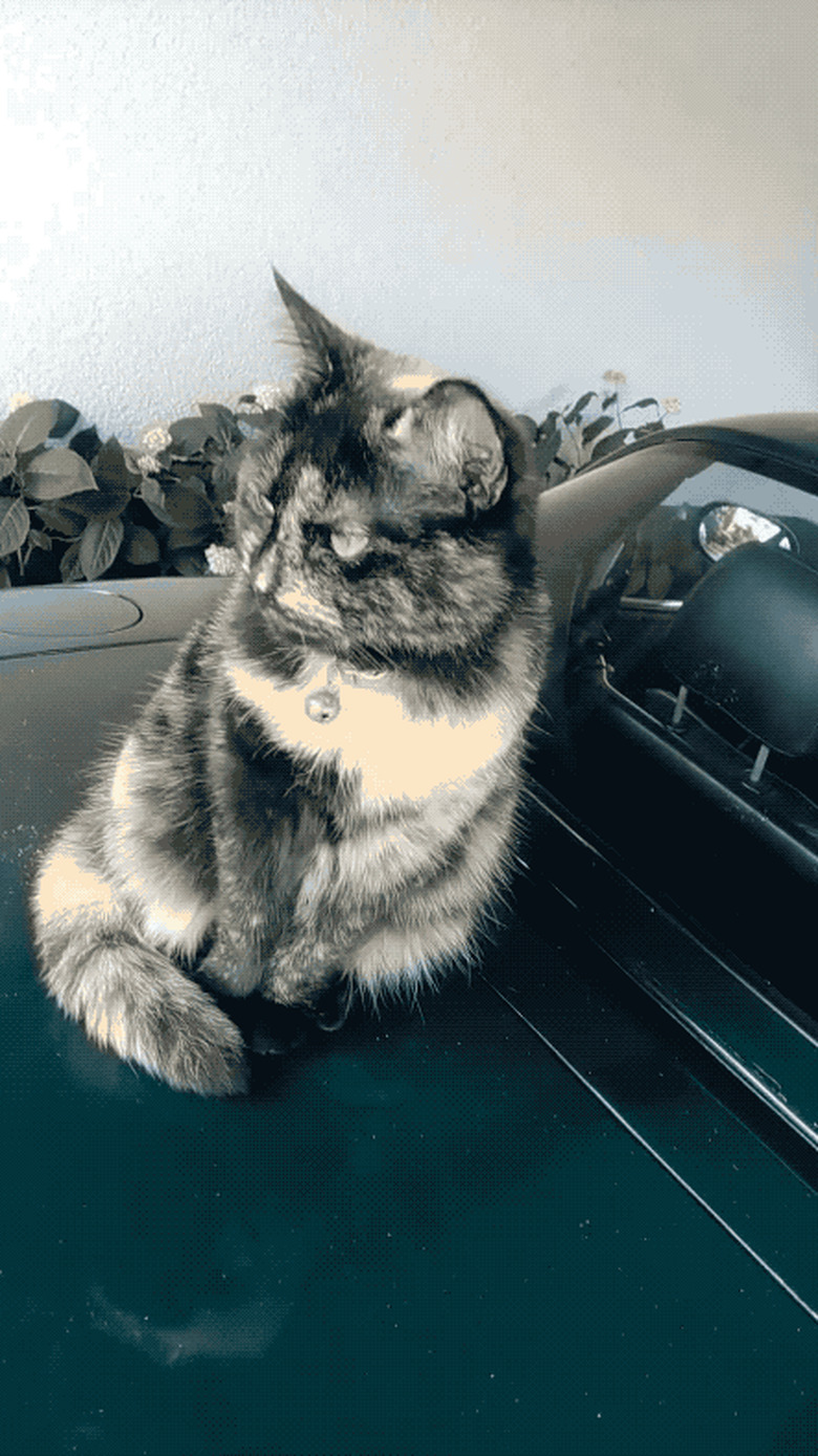 cat leaves paw prints on car