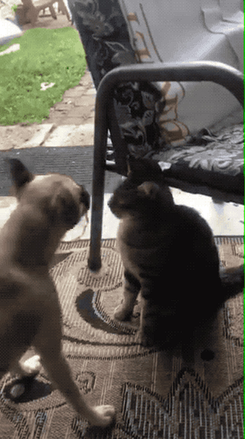 cat smacks dog