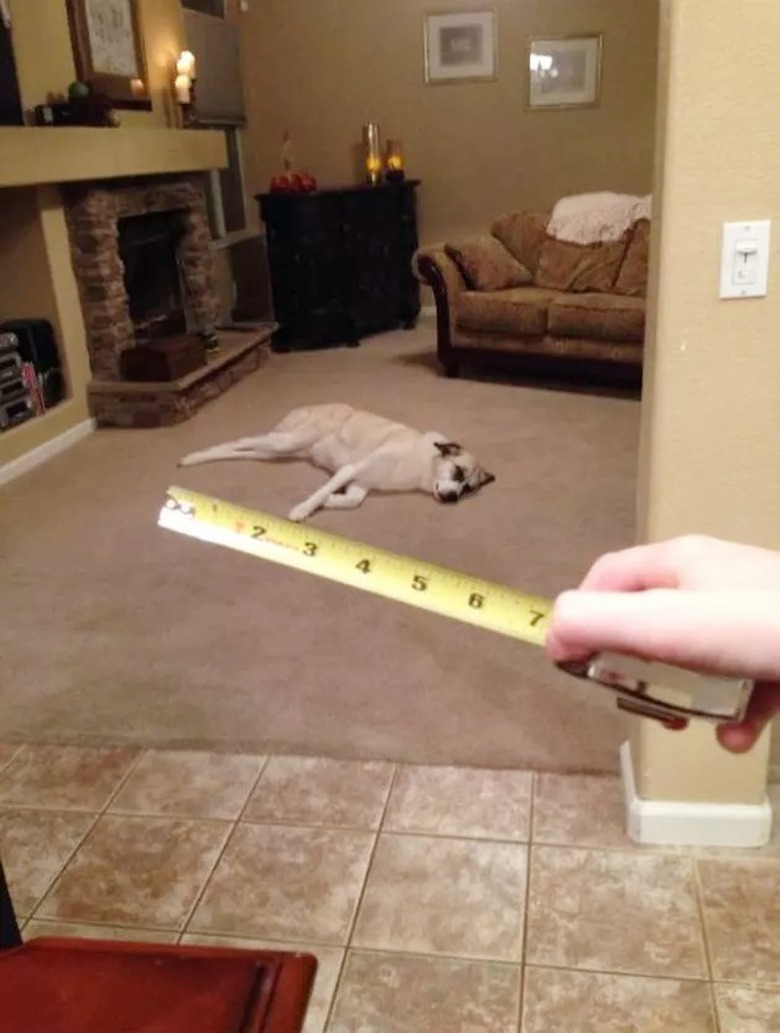 man uses measuring stick to measure length of dog