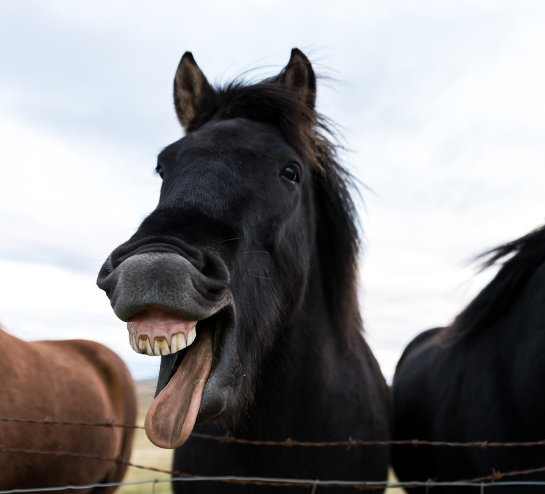 funny horse would like more apples