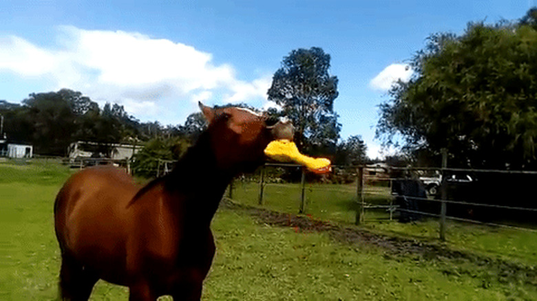 23 horse photos that will never not be funny