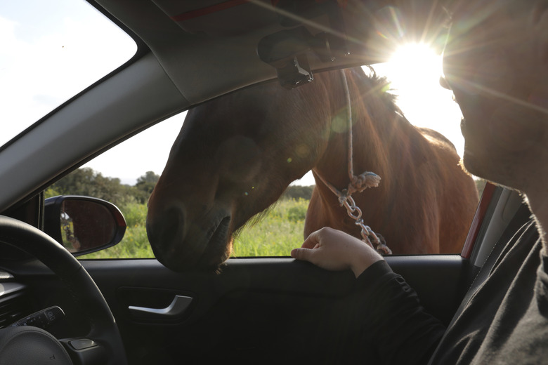 horse sticks head in window of car