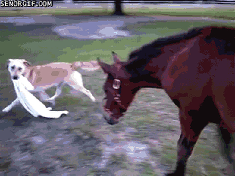 horse chases after dog