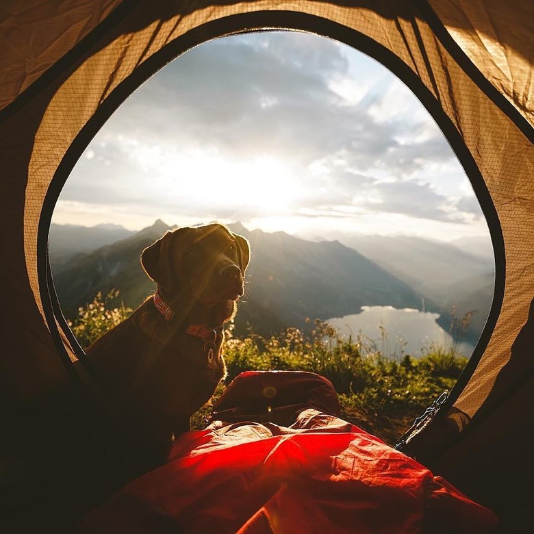 23 dogs living their best life as camping rock stars