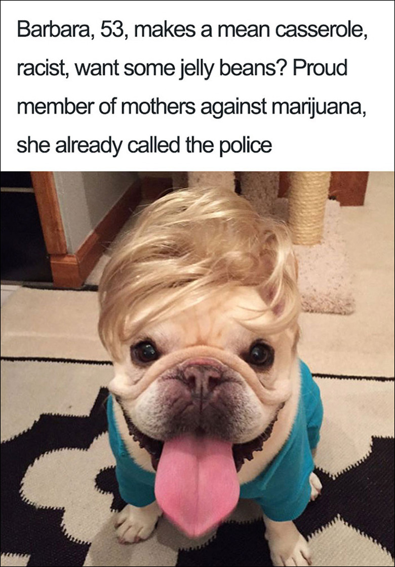 23 ridiculously funny dog bios