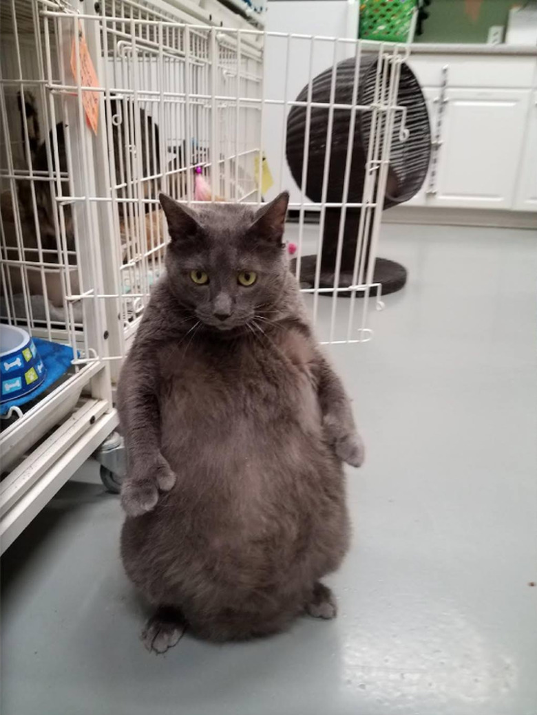 24 delightfully chubby cats