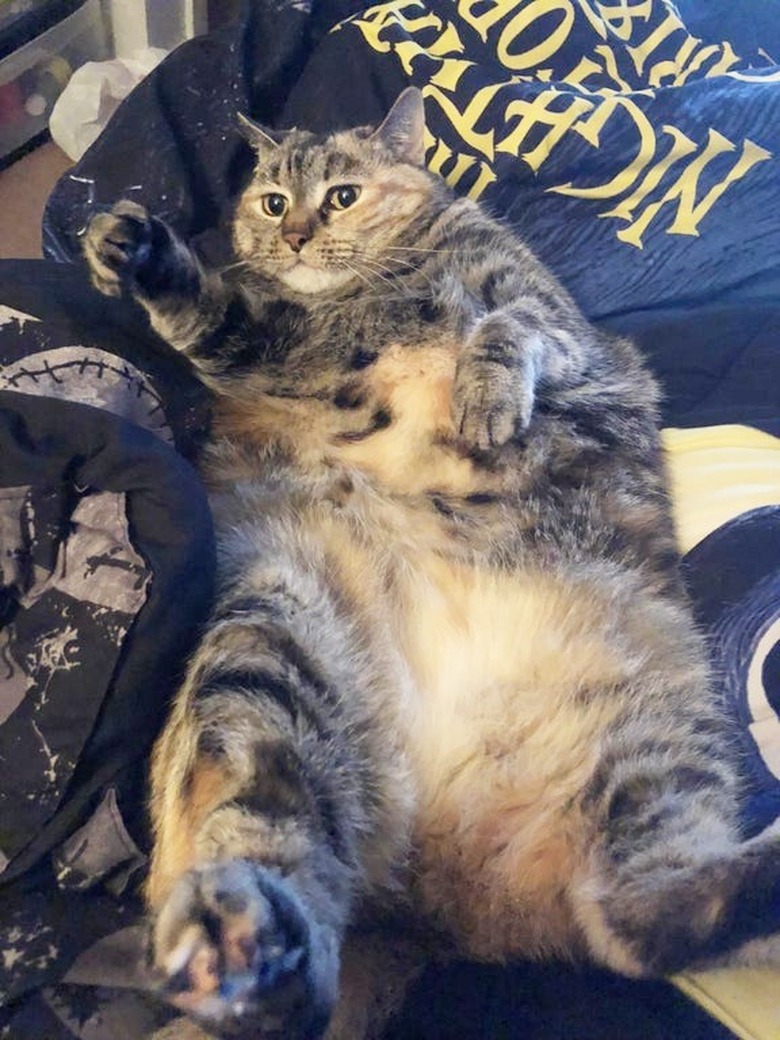 24 delightfully chubby cats