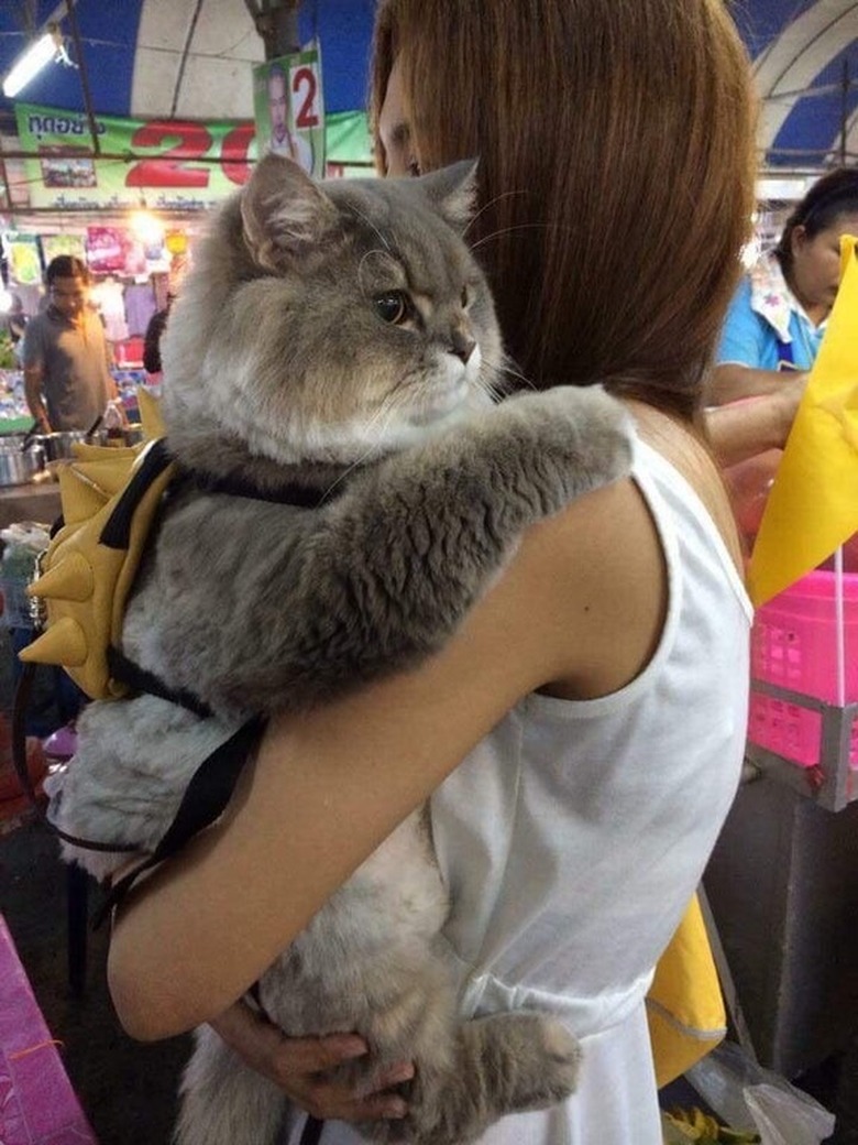 24 delightfully chubby cats