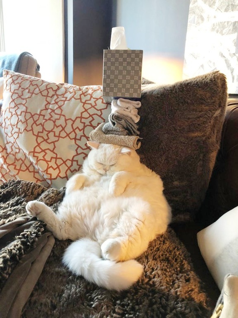 chubby cat sleeping with stuff piled up on top of it