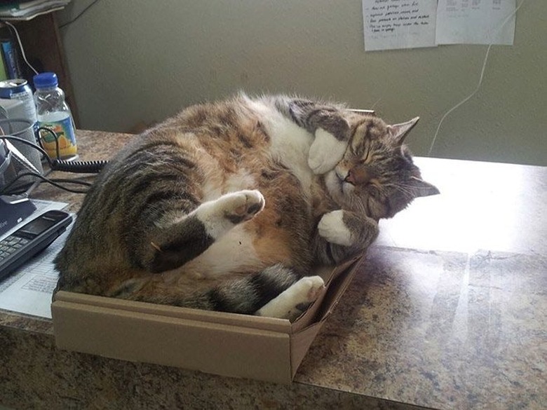 24 delightfully chubby cats