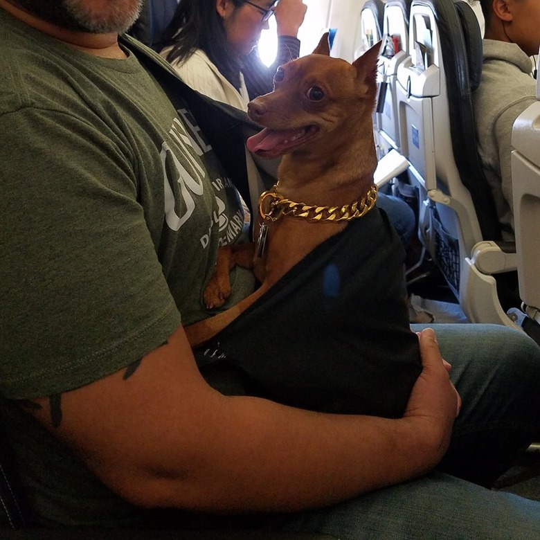 Dogs on planes