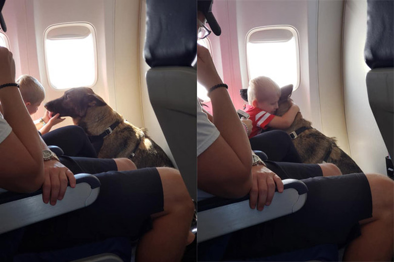 Dogs on planes