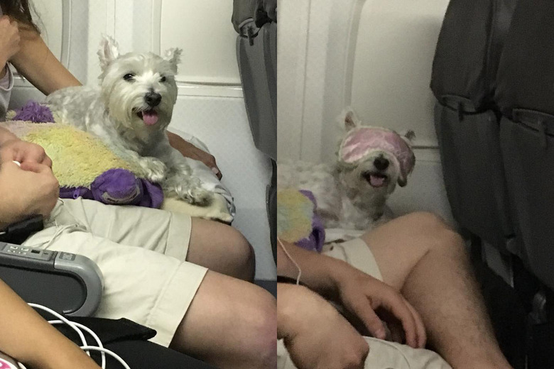 Dogs on planes