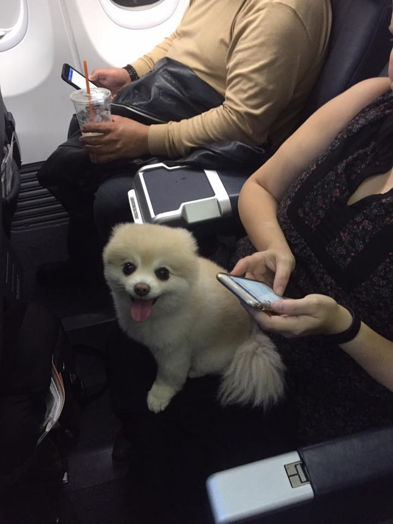 Dogs on planes