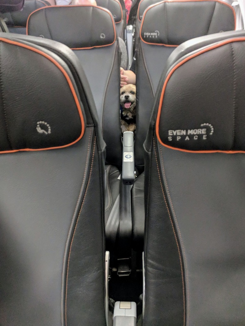 Dogs on planes