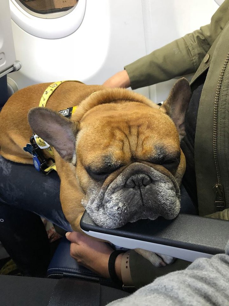 Dogs on planes