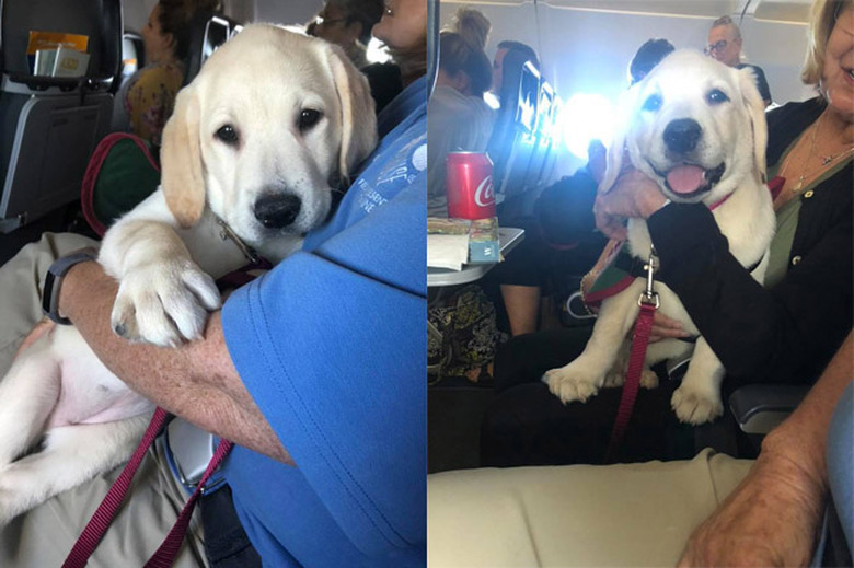 Dogs on planes