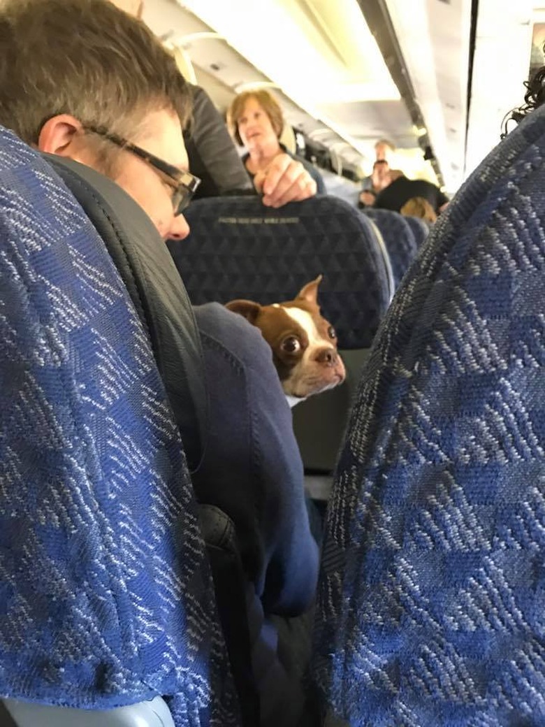 Dogs on planes