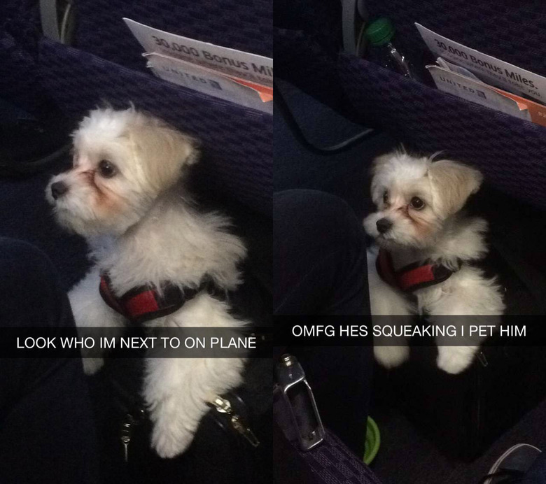 Dogs on planes