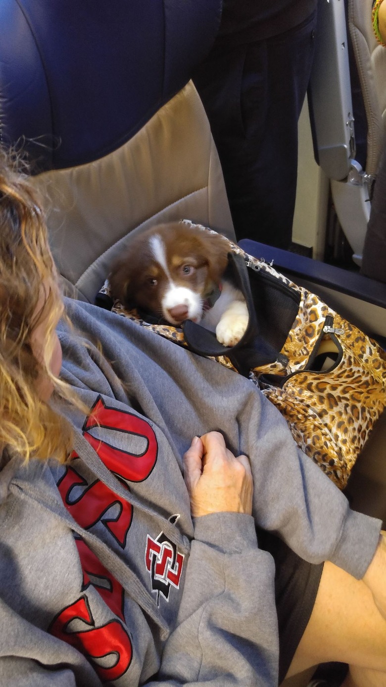 Dogs on planes