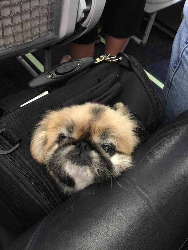 Dogs on planes