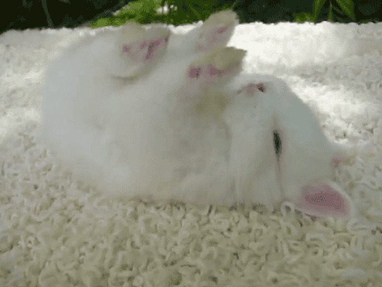 bunny sleeps on back with legs up in the air