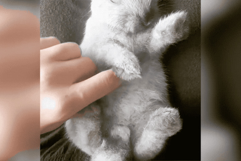 sleeping bunny gets belly rubs