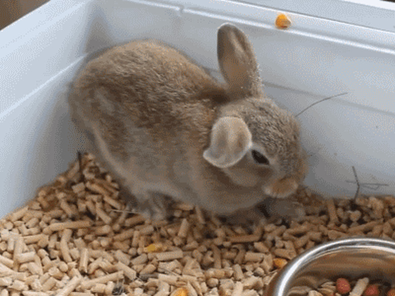 bunny flops asleep