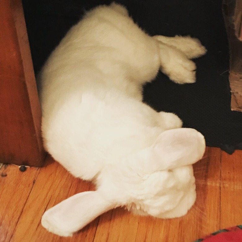 Baby Bunnies Sleeping Like Weirdos