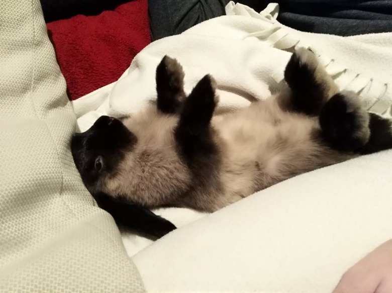 bunny sleeping on back