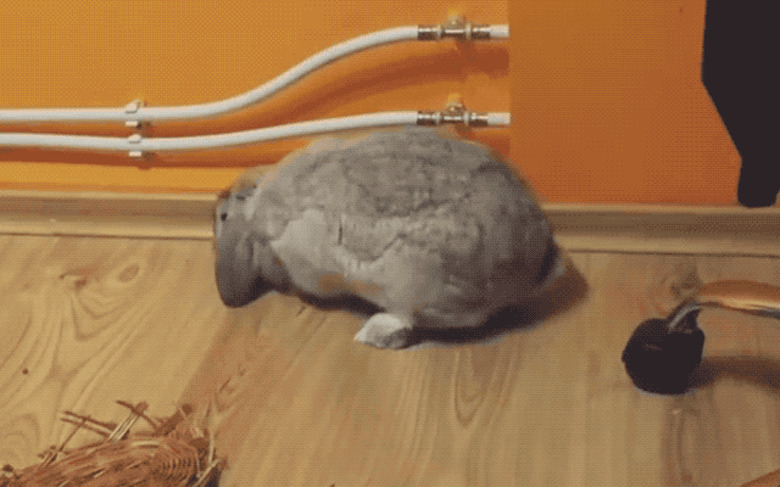 bunny flops over