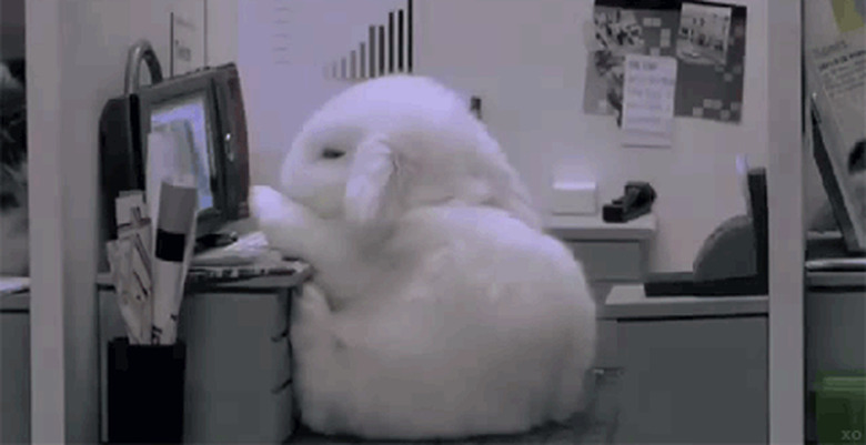 bunny falls asleep at desk