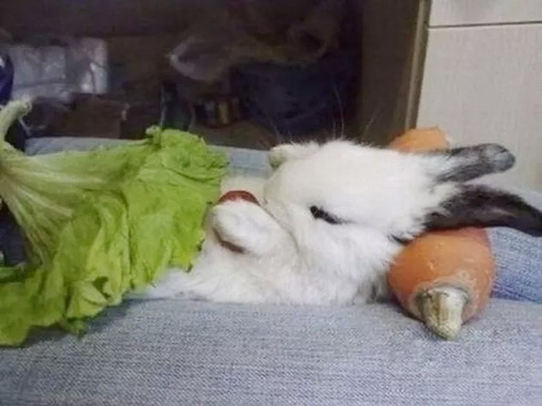 bunny sleeps in a bed made of lettuce and carrot