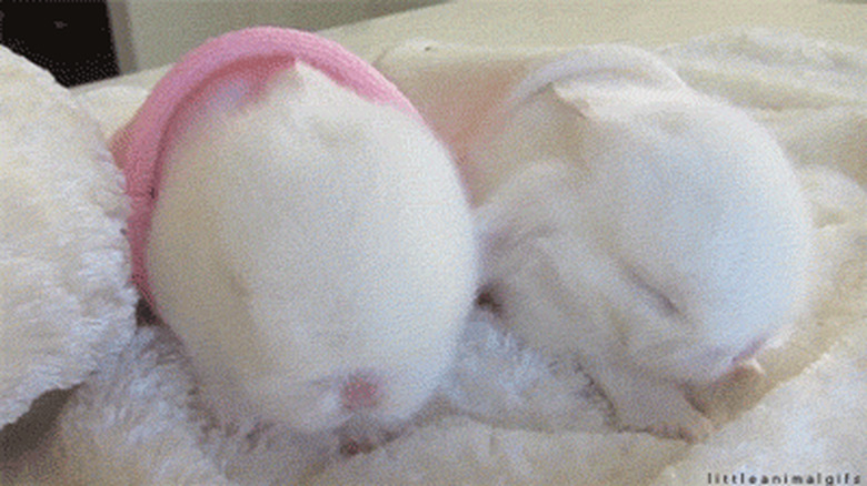 sleepy all white bunnies