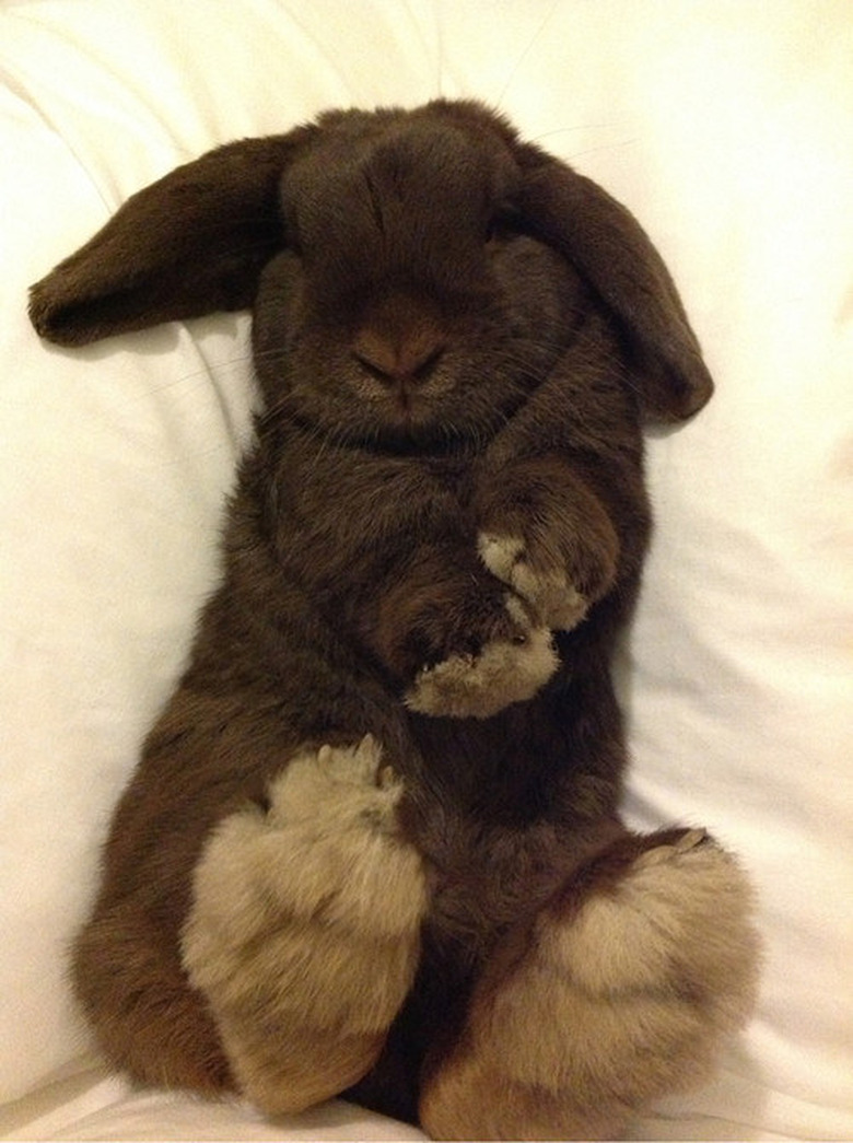 Baby Bunnies Sleeping Like Weirdos