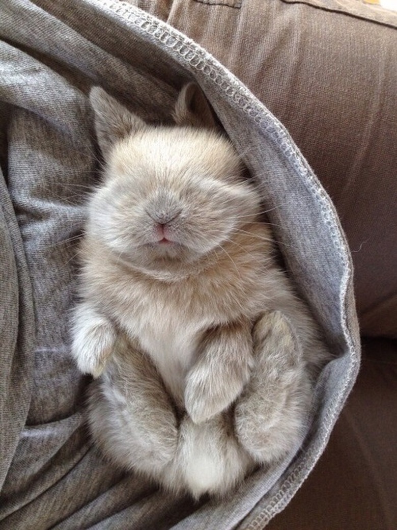 Baby Bunnies Sleeping Like Weirdos