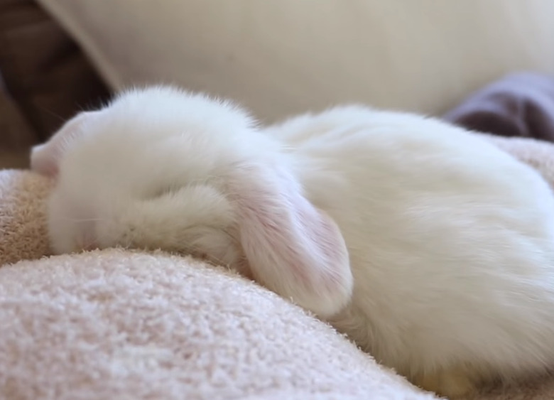 Baby Bunnies Sleeping Like Weirdos