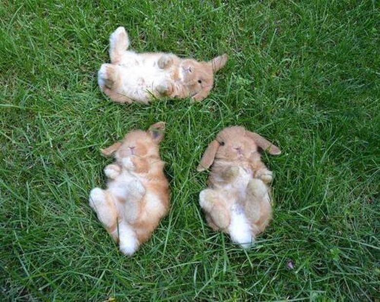 Baby Bunnies Sleeping Like Weirdos