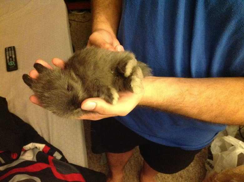 Baby Bunnies Sleeping Like Weirdos