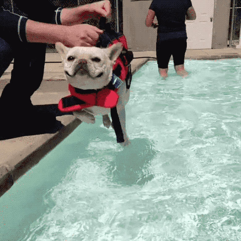 dog in life jacket starts paddling motion before he's even dropped into the water