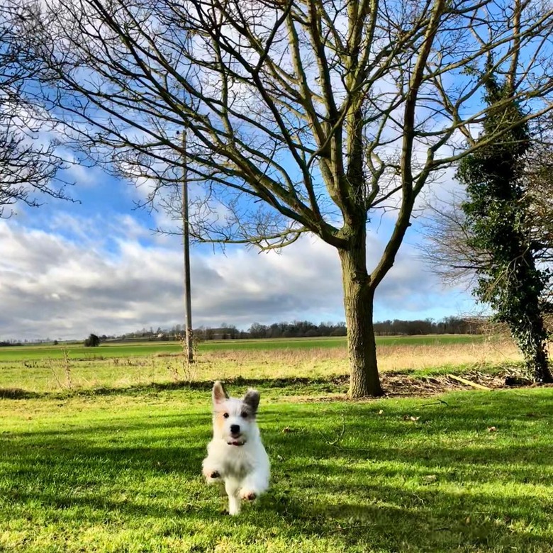 31 Dogs Who Are Happier to Be Alive Than Any Human Ever