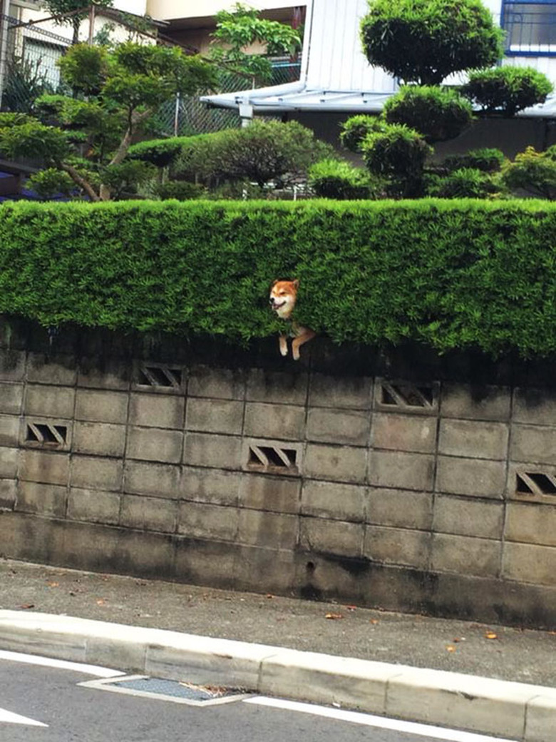 shiba inu gets stuck in bush