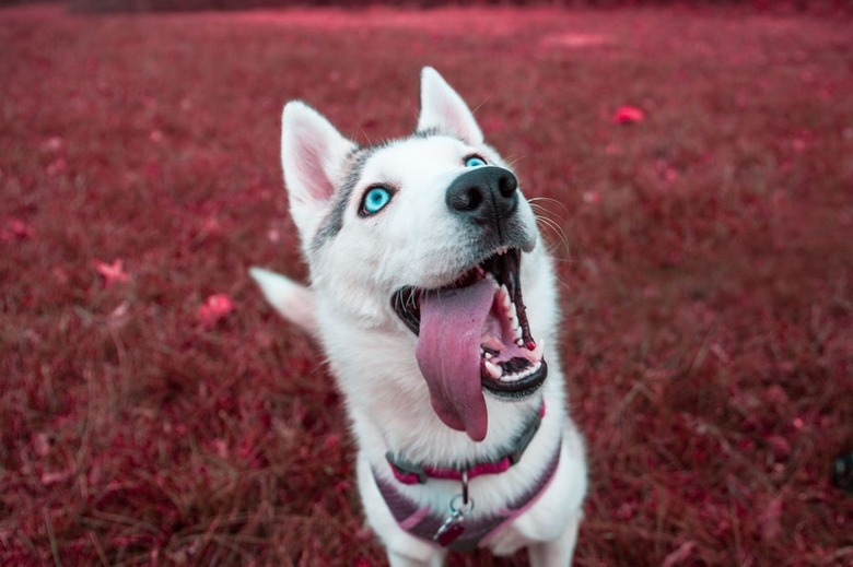 31 Dogs Who Are Happier to Be Alive Than Any Human Ever