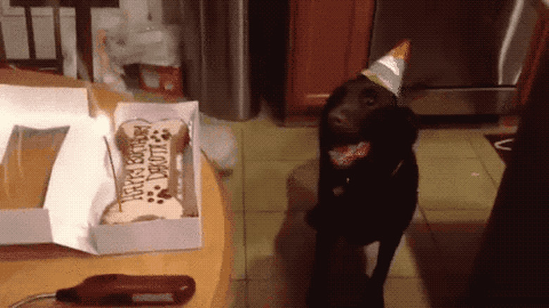 dog excited to celebrate birthday