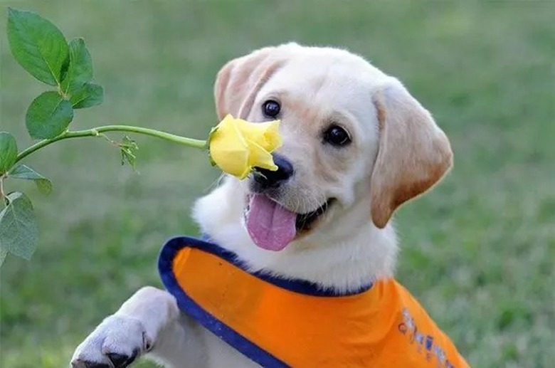 guide dog smells flower