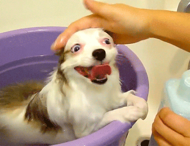 dog in bath gets headrubs