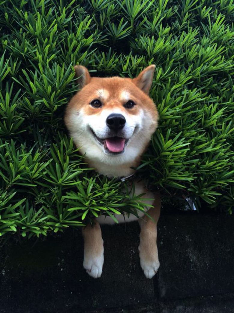 shiba inu gets stuck in bush