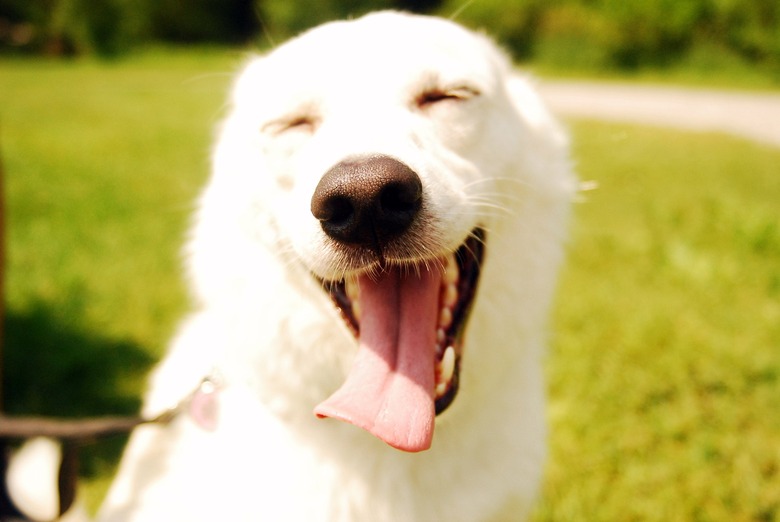 Dogs Who Are Happier to Be Alive Than Any Human Ever