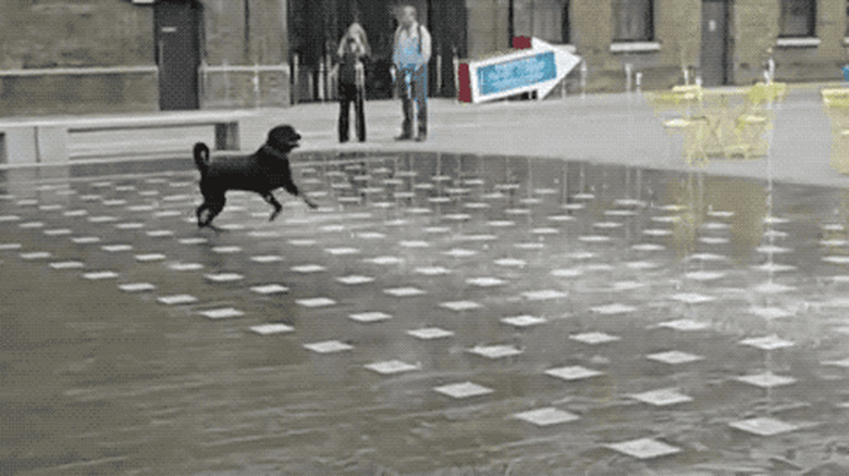 dog runs around water fountain