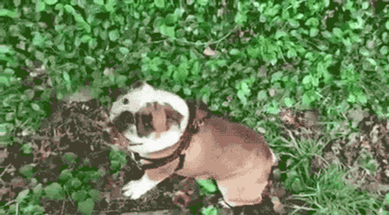 dog rolls down hill